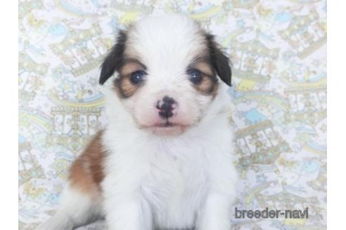 成約済の千葉県のパピヨン-155939の6枚目